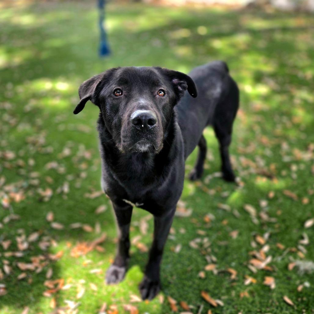 Enlarge Chevy, a Adoptable mixed breed in Port Charlotte, FL image 2/4