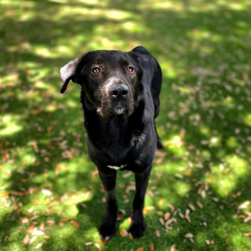 Enlarge Chevy, a Adoptable mixed breed in Port Charlotte, FL image 3/4