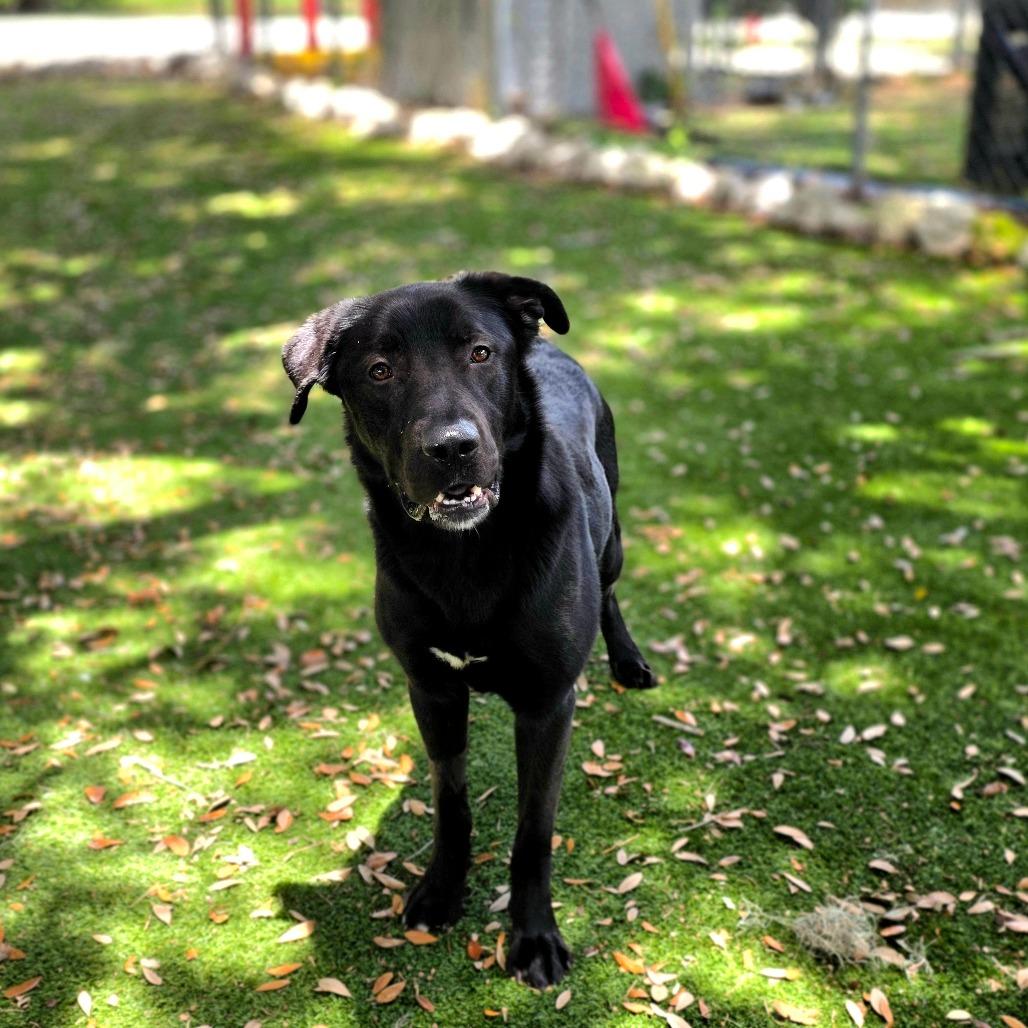 Enlarge Chevy, a Adoptable mixed breed in Port Charlotte, FL image 4/4