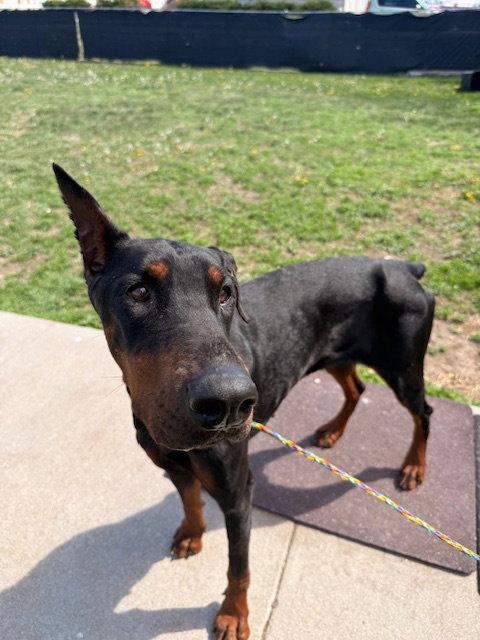Enlarge Pandora, a Adoptable Doberman Pinscher in Omaha, NE image 1/3