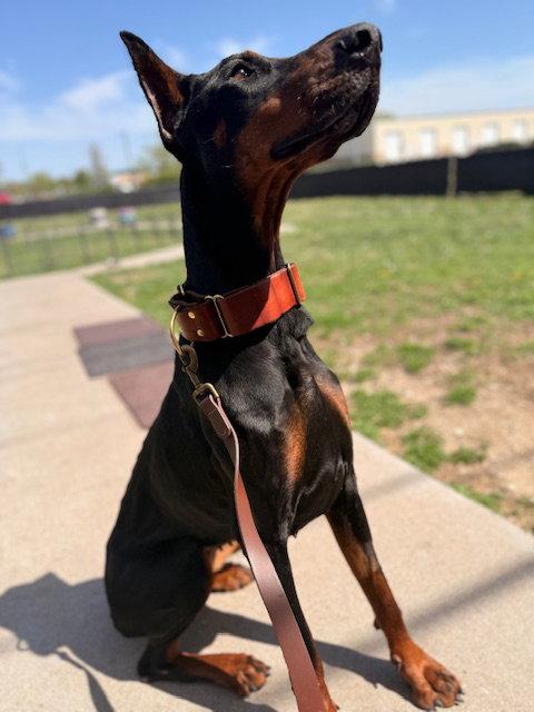 Enlarge Pandora, a Adoptable Doberman Pinscher in Omaha, NE image 2/3