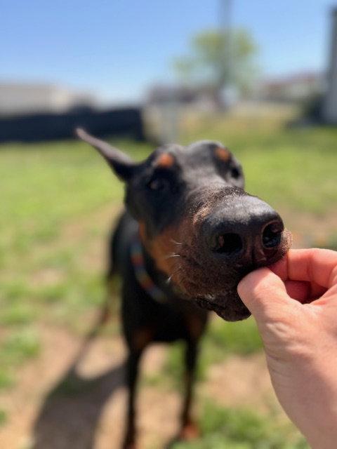 Enlarge Pandora, a Adoptable Doberman Pinscher in Omaha, NE image 3/3