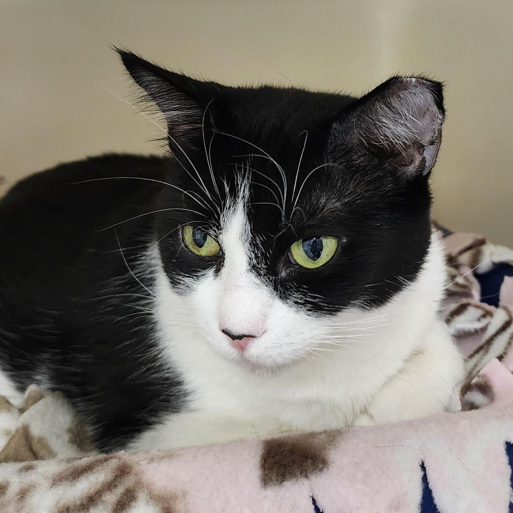 Suju — thumbnail 2