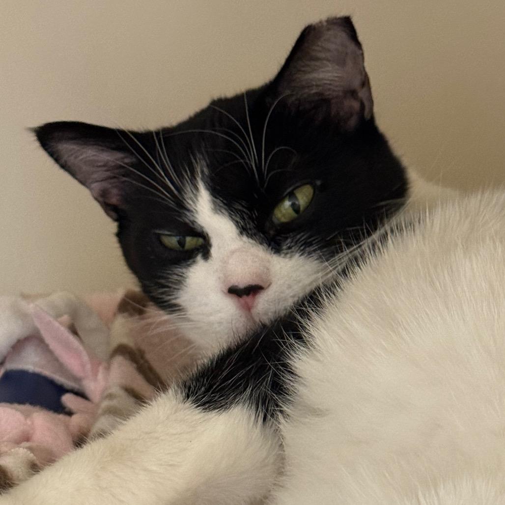 Suju — thumbnail 3