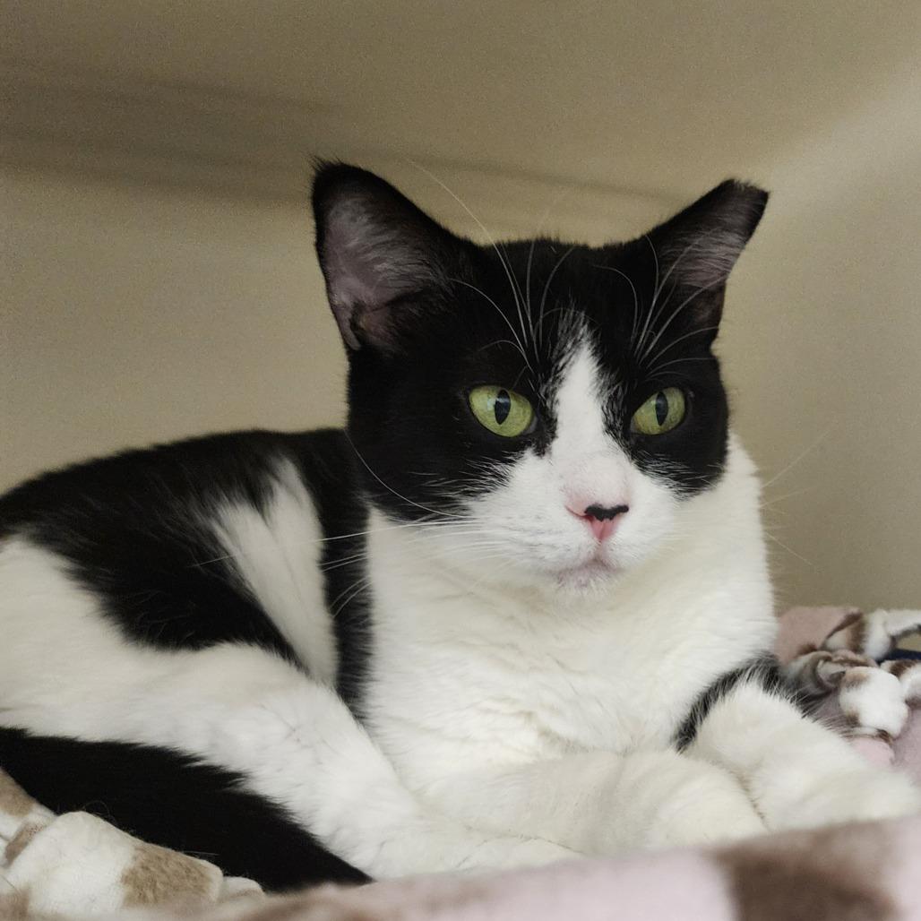 Suju — thumbnail 5