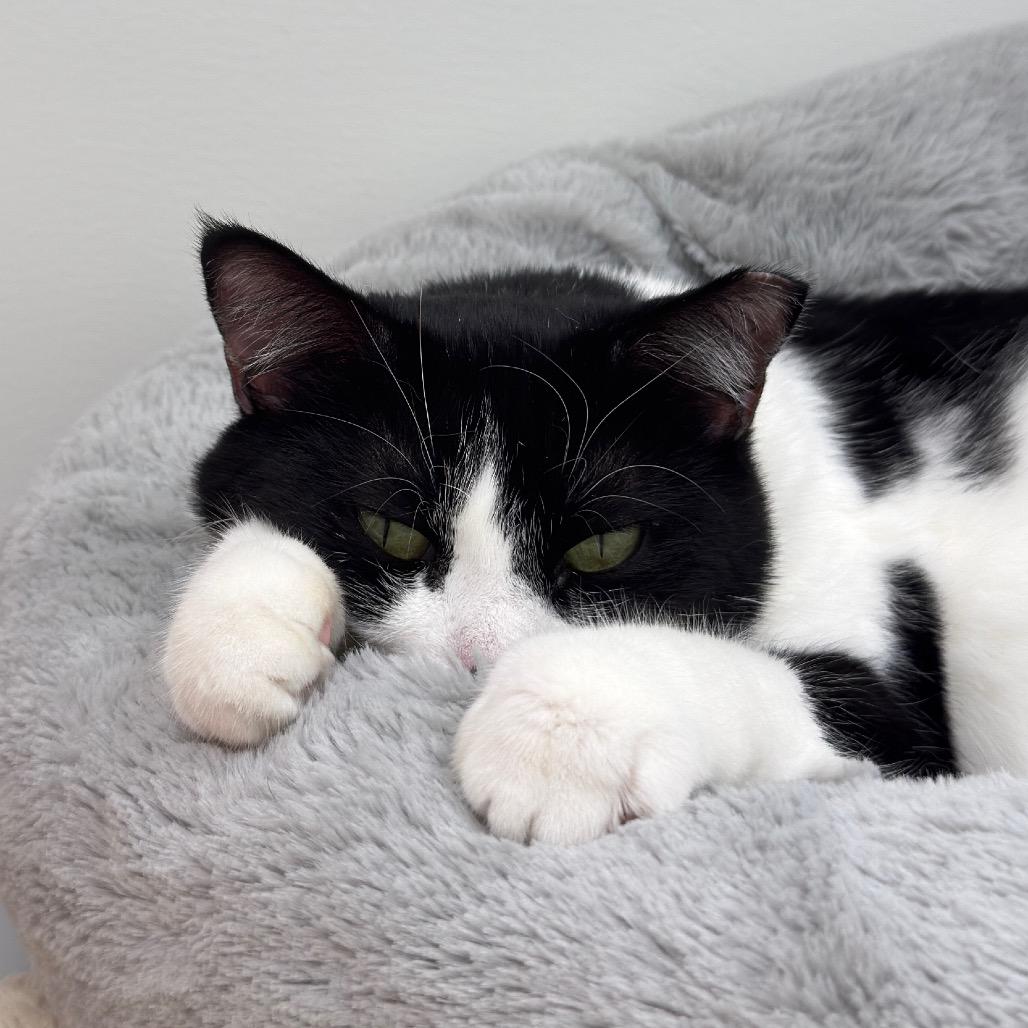 Suju — thumbnail 6