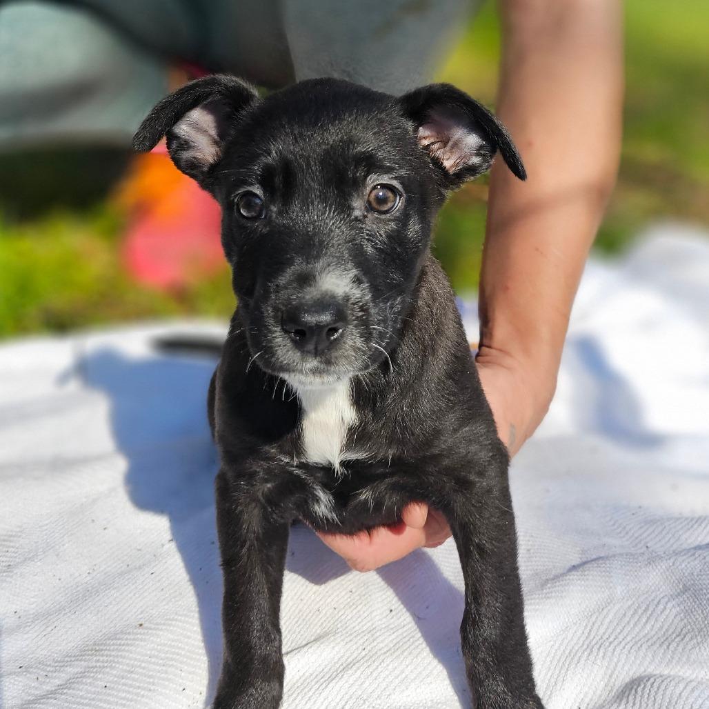 Kessi — thumbnail 2