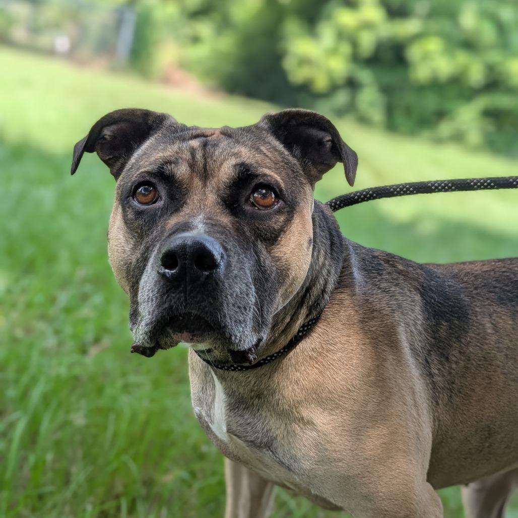 Simmone, Adoptable, Adult Female Mastiff & Mixed Breed.