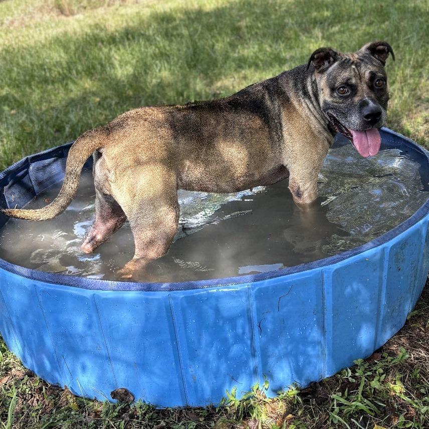 Enlarge Simmone, a Adoptable mixed breed in Tylertown, MS image 2/3