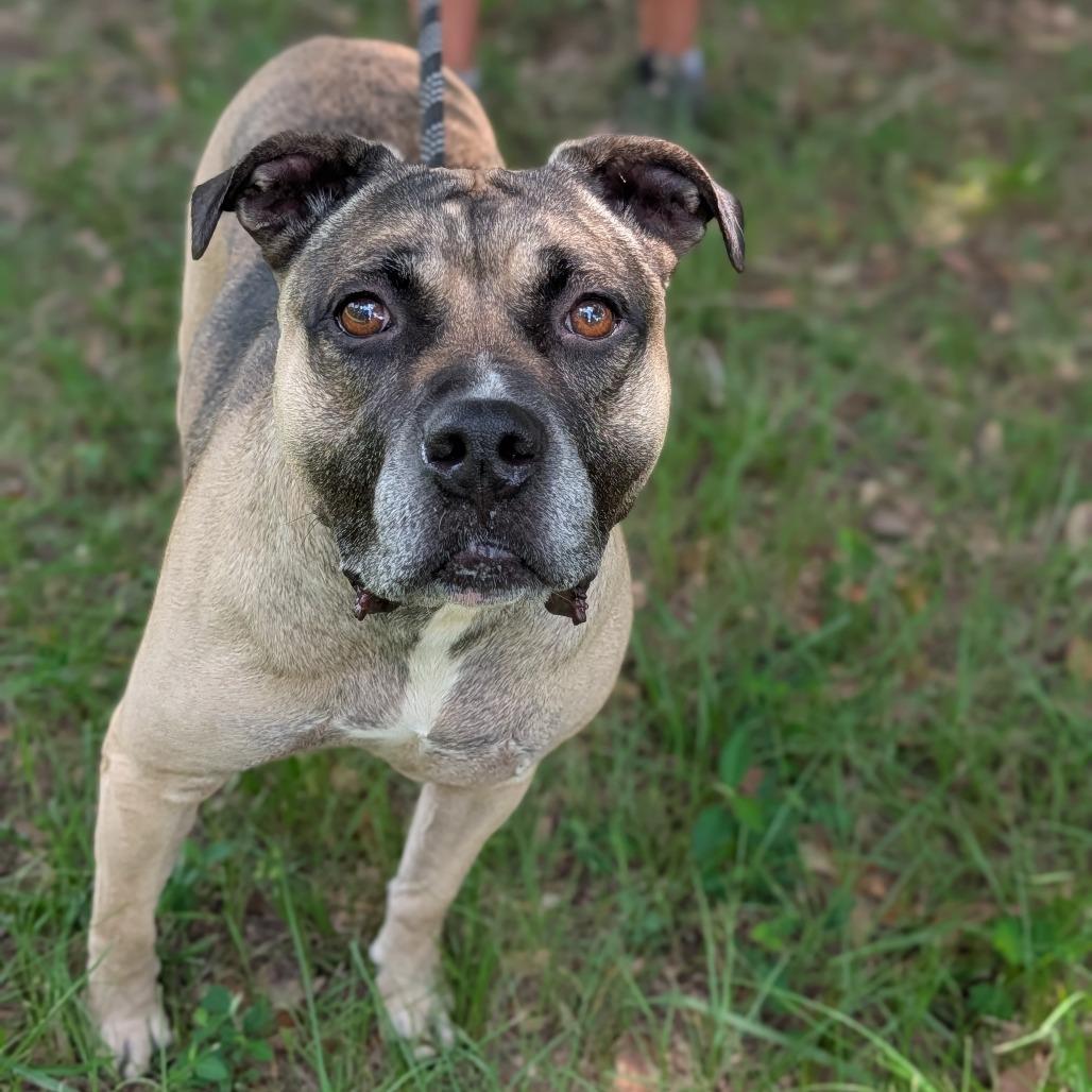 Enlarge Simmone, a Adoptable mixed breed in Tylertown, MS image 3/3