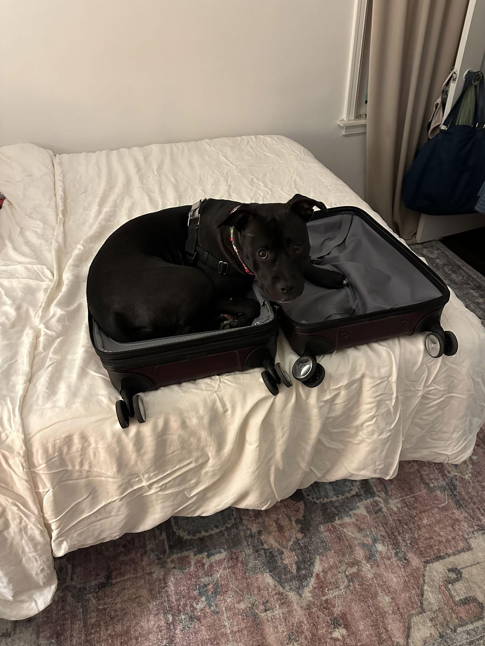 Qu Litter Daffodil, Adoptable, Puppy Female American Staffordshire Terrier.