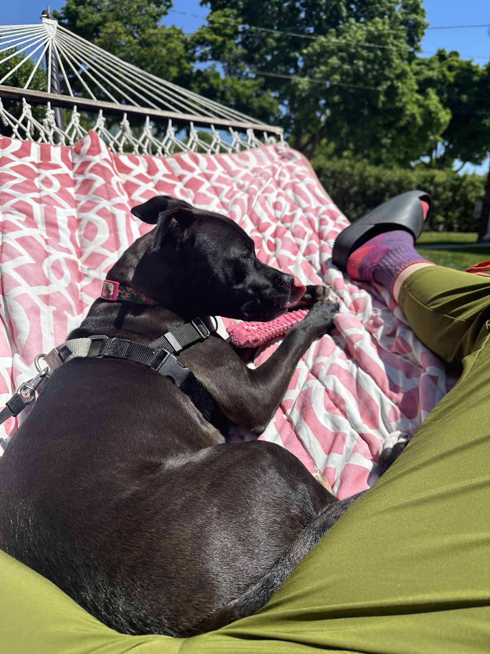 Enlarge Qu Litter Daffodil, a Adoptable American Staffordshire Terrier in Livonia, MI image 2/3