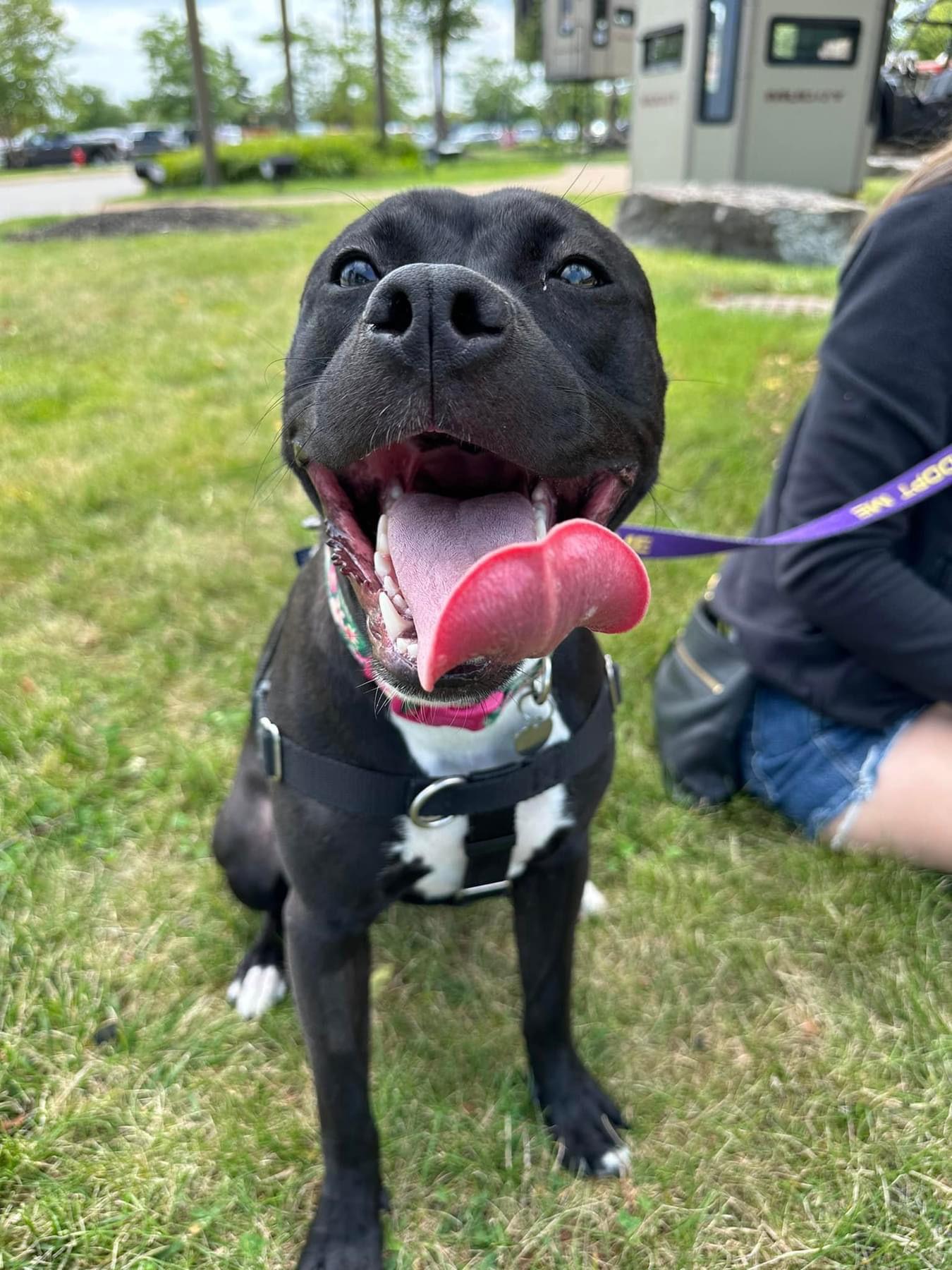 Enlarge Qu Litter Daffodil, a Adoptable American Staffordshire Terrier in Livonia, MI image 3/3