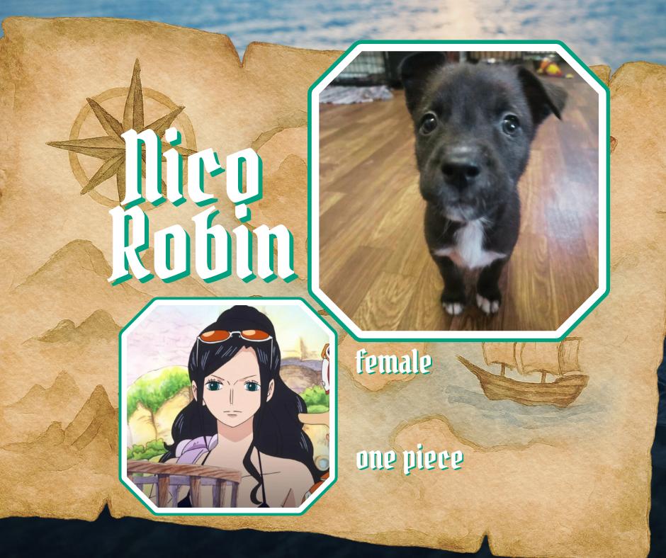 Enlarge One Piece Litter - Nico Robin, a Adoptable mixed breed in Columbus, OH image 1/5