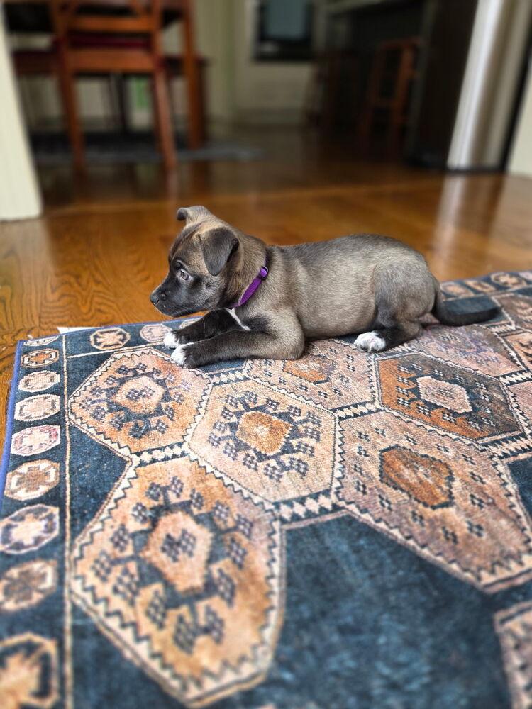 One Piece Litter - Nico Robin, Adoptable, Puppy Female Mixed Breed.
