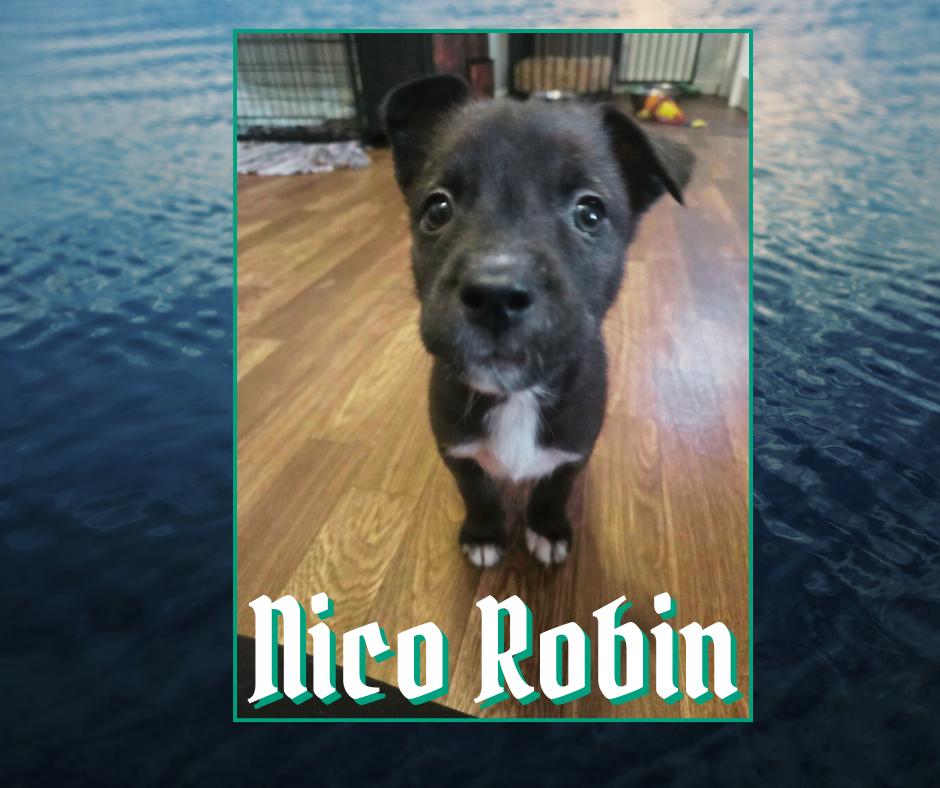 Enlarge One Piece Litter - Nico Robin, a Adoptable mixed breed in Columbus, OH image 3/5