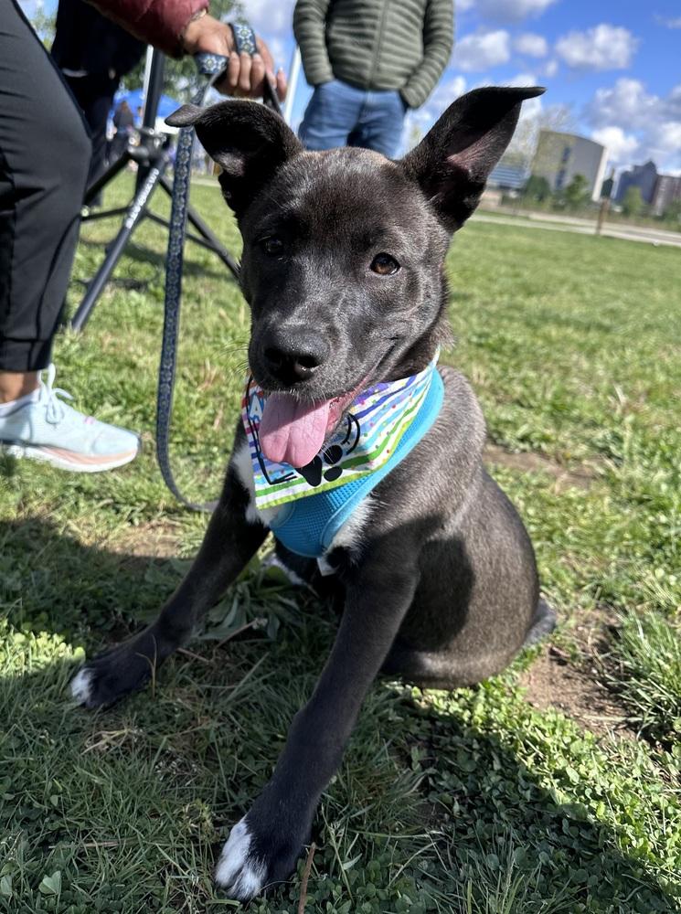 Enlarge One Piece Litter - Nico Robin, a Adoptable mixed breed in Columbus, OH image 2/5