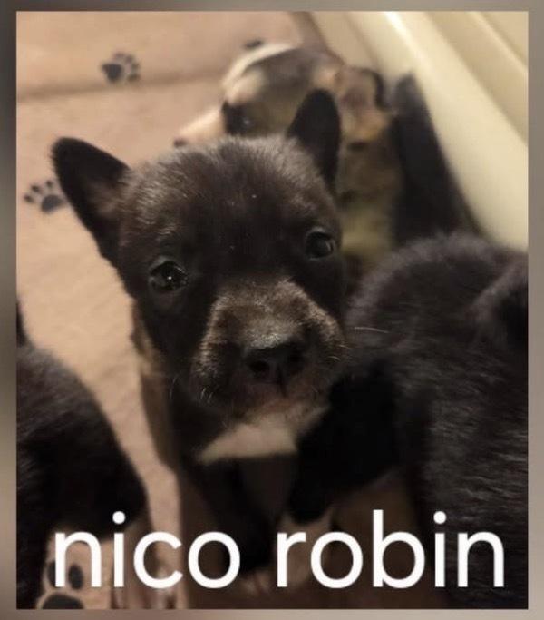 One Piece Litter  thumbnail 2