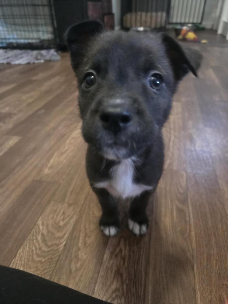 Enlarge One Piece Litter - Nico Robin, a Adoptable mixed breed in Columbus, OH image 4/5