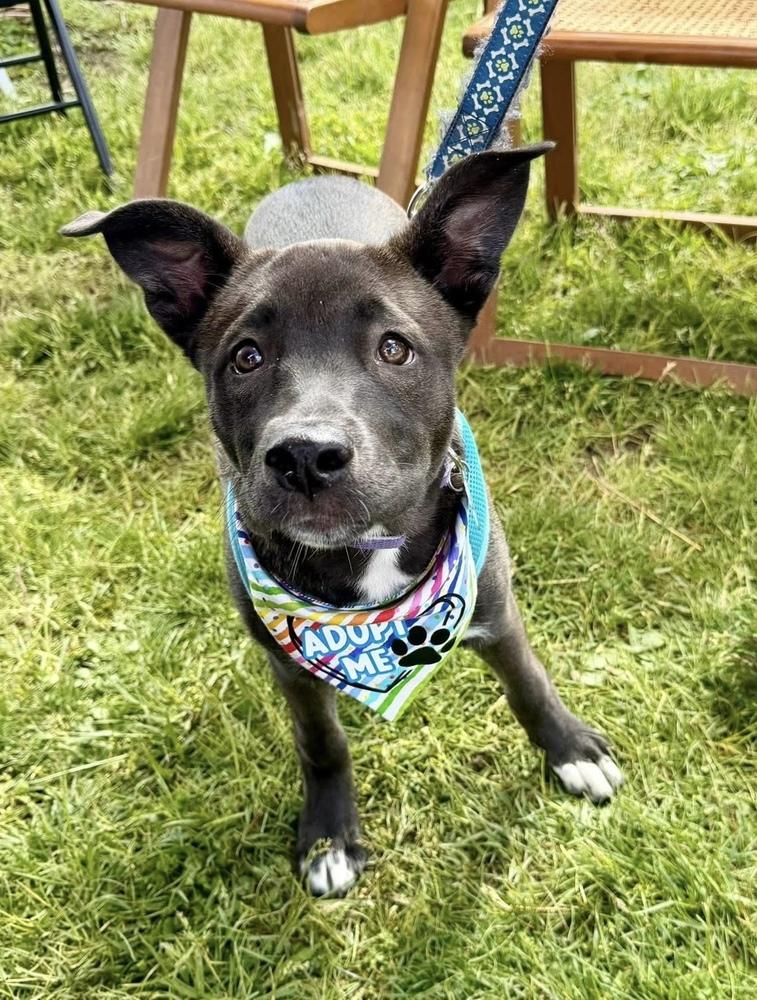 Enlarge One Piece Litter - Nico Robin, a Adoptable mixed breed in Columbus, OH image 5/5