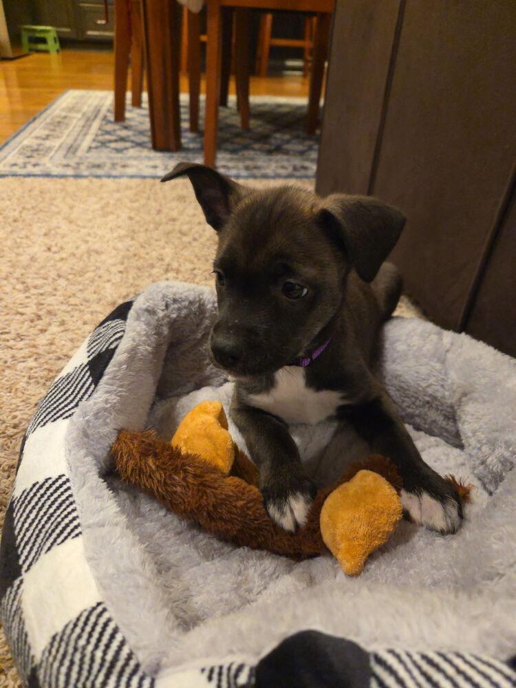 Enlarge One Piece Litter - Nico Robin, a Adoptable mixed breed in Columbus, OH image 5/5