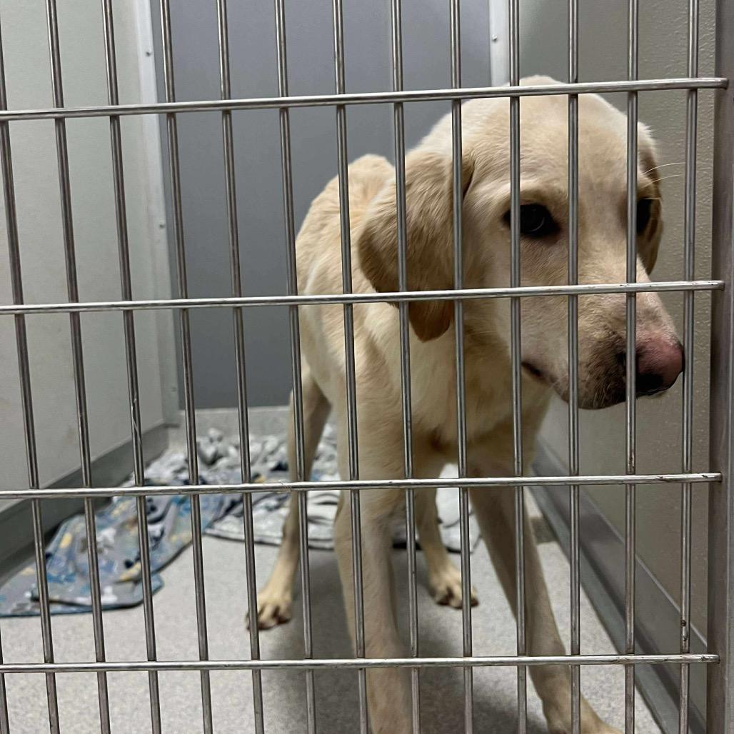 Stan, Adoptable, Young Male Labrador Retriever & Mixed Breed.