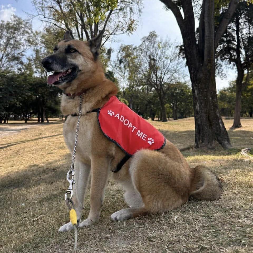 Tibet (20241223-01) — thumbnail 2