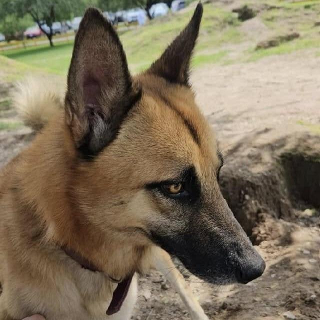 Tibet (20241223-01) — thumbnail 5