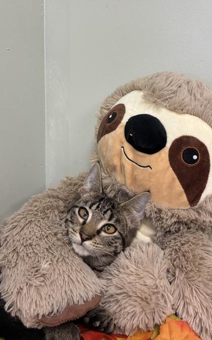 Enlarge Stripe, a Adoptable mixed breed in Picayune, MS image 2/2