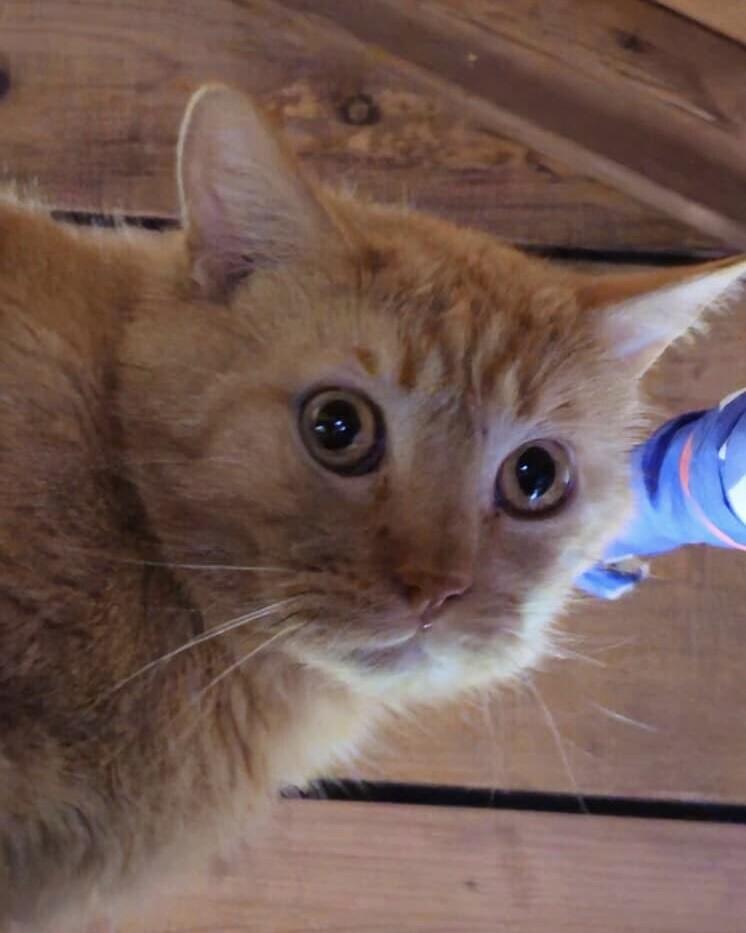 Enlarge T'Angelo, a Adoptable Domestic Short Hair in Belton, MO image 1/2