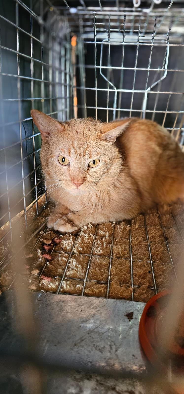 T'Angelo, Adoptable, Adult Male Domestic Short Hair.