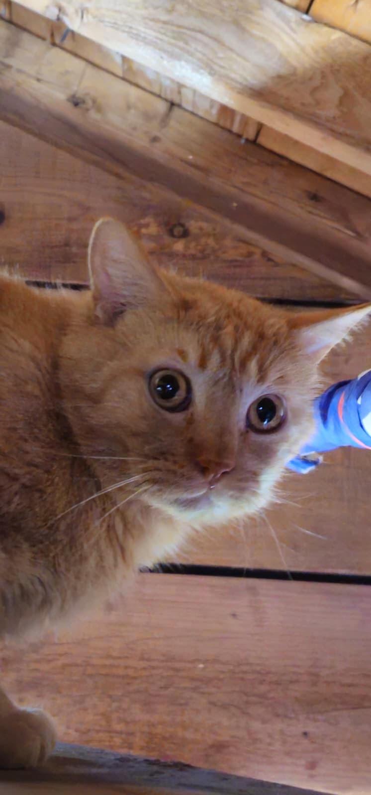 Enlarge T'Angelo, a Adoptable Domestic Short Hair in Belton, MO image 2/2