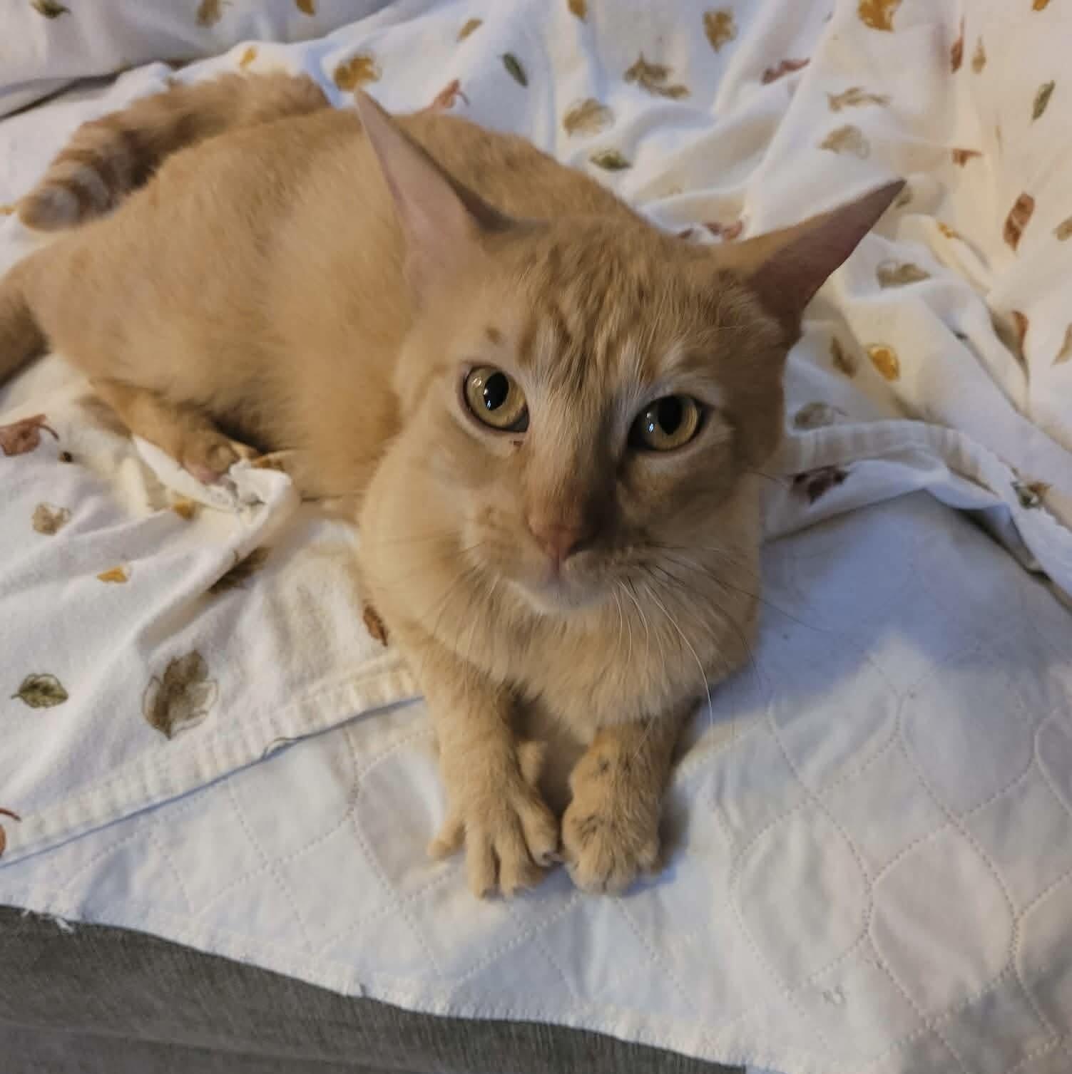 Enlarge T'Angelo, a Adoptable Domestic Short Hair in Belton, MO image 2/2