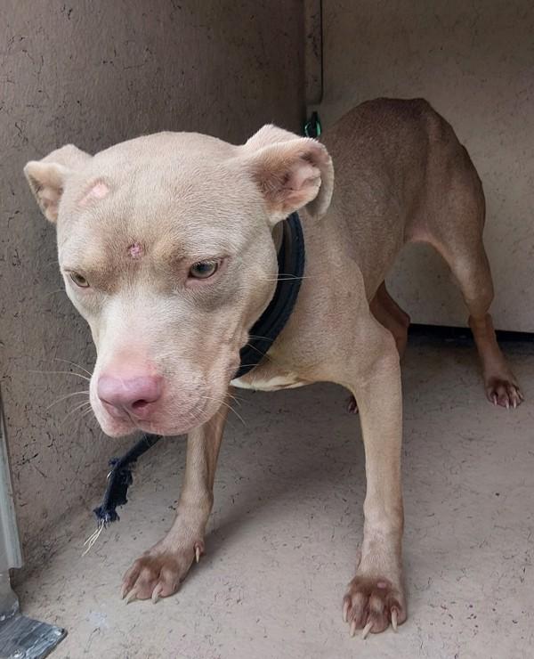 Fannie Lou, a Adoptable mixed breed in Lafayette, LA image 2/2