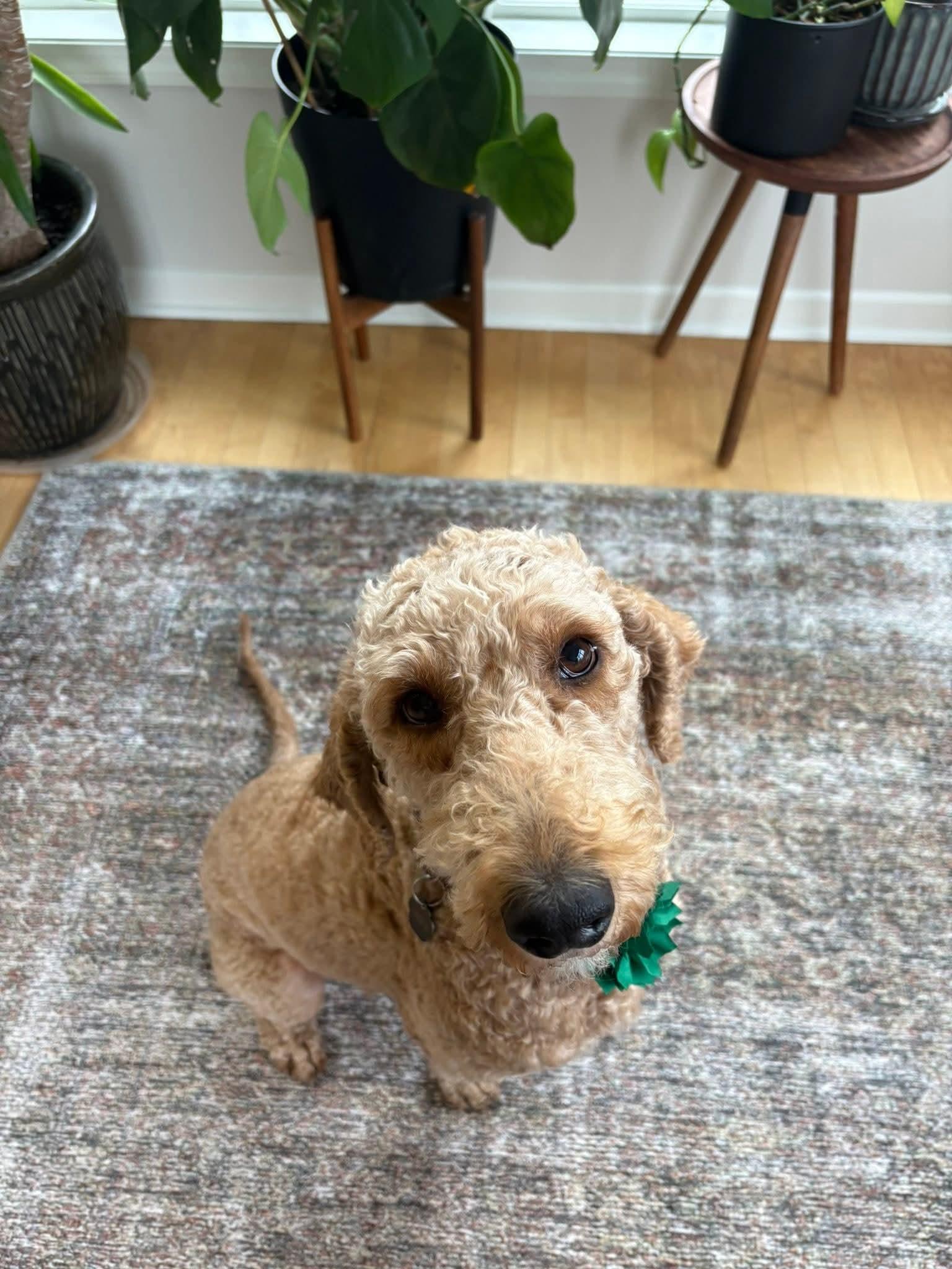 Enlarge CLARA   $375, a ADOPTABLE mixed breed in Milwaukee, WI image 3/6