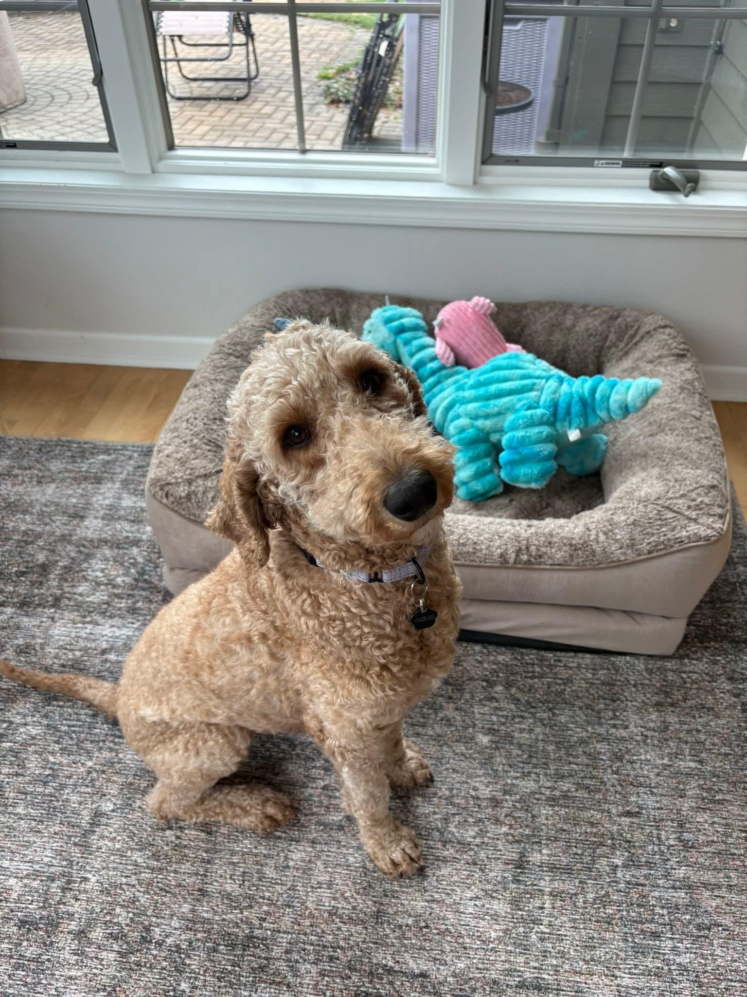 Enlarge CLARA   $375, a ADOPTABLE mixed breed in Milwaukee, WI image 4/6