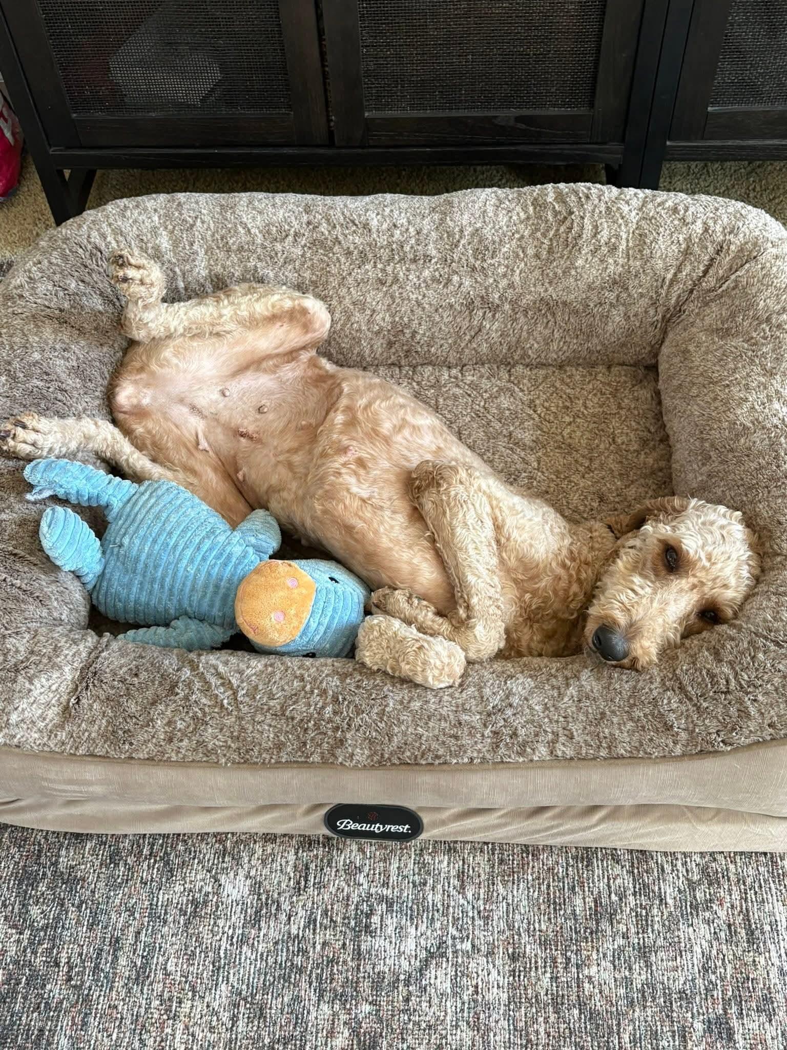 CLARA   $375, ADOPTABLE, Adult Female Goldendoodle.