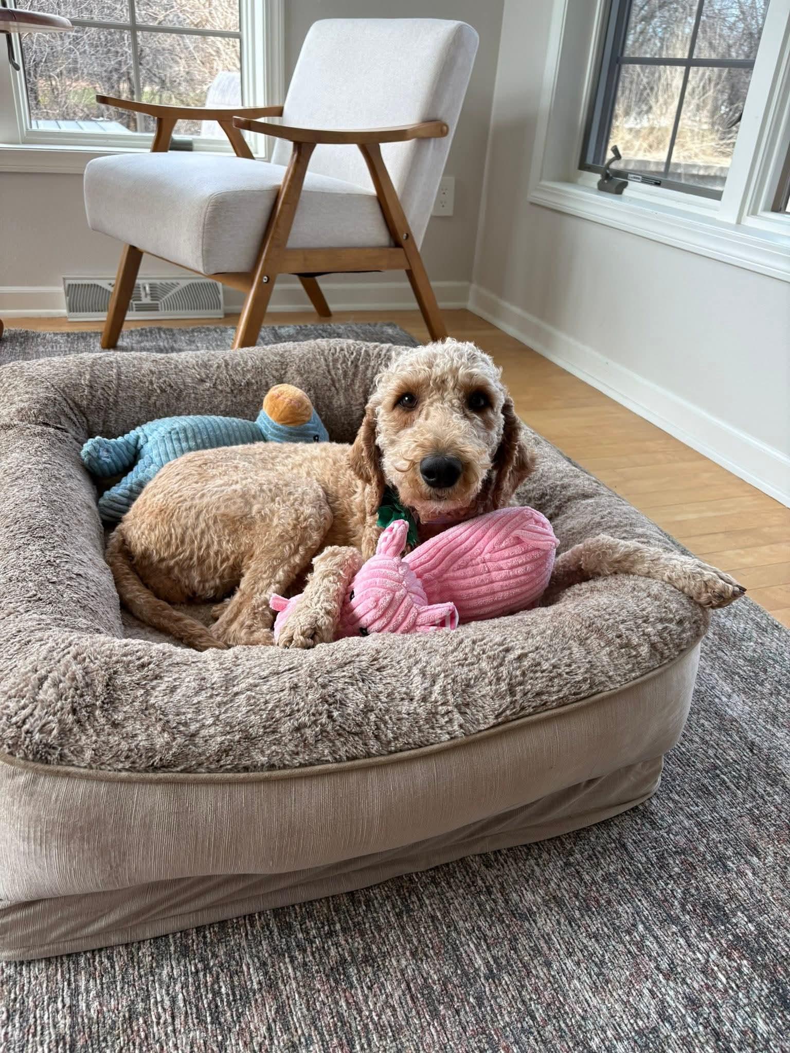 Enlarge CLARA   $375, a ADOPTABLE mixed breed in Milwaukee, WI image 2/6