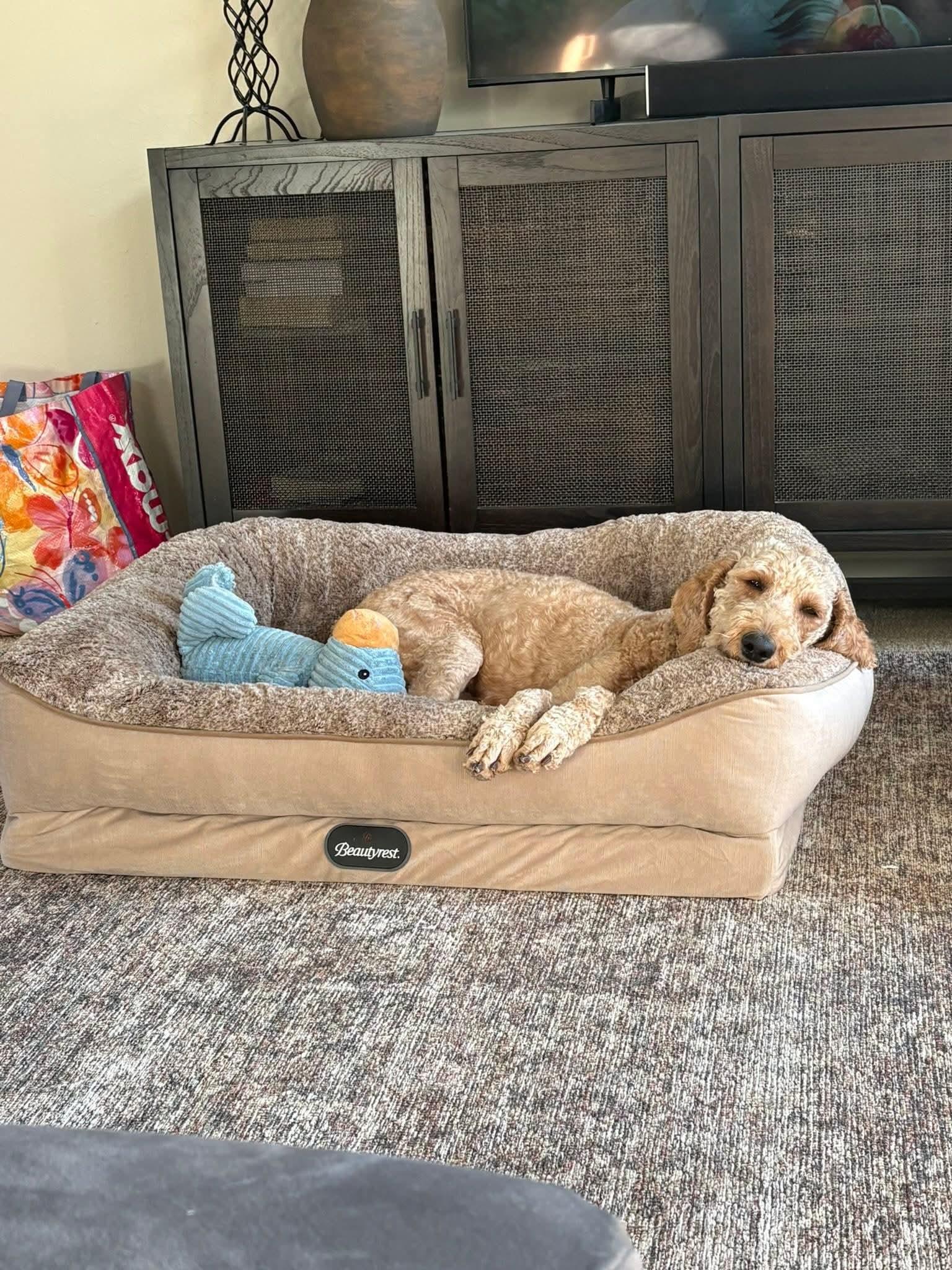 Enlarge CLARA   $375, a ADOPTABLE mixed breed in Milwaukee, WI image 6/6