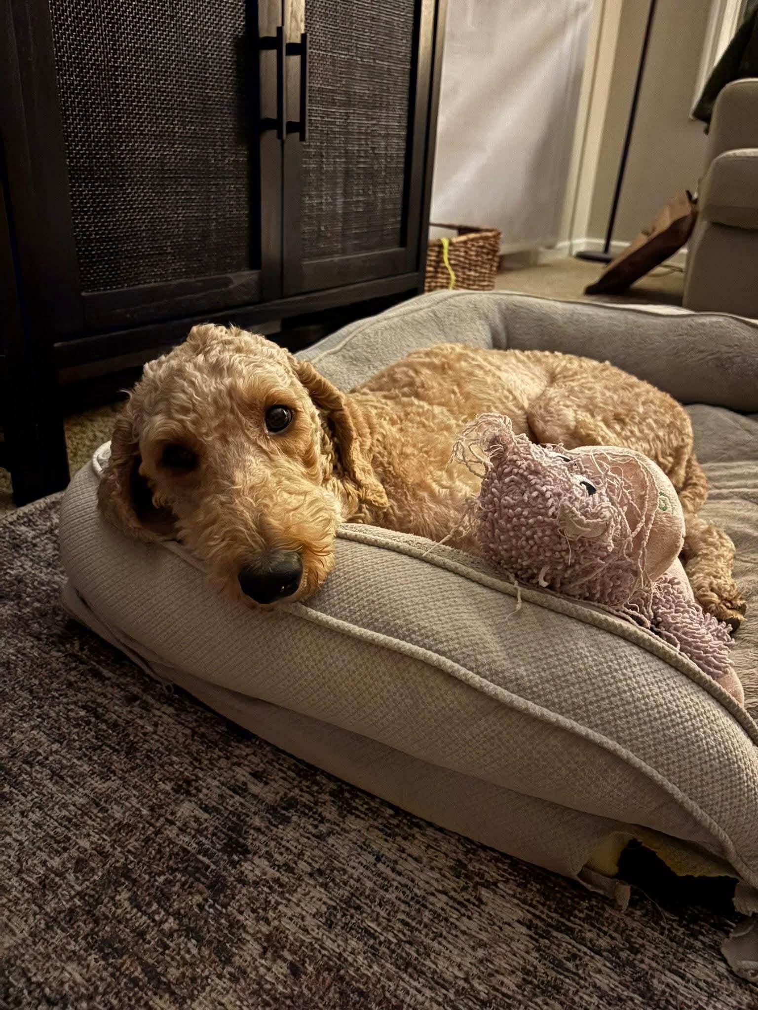 Enlarge CLARA   $375, a ADOPTABLE mixed breed in Milwaukee, WI image 5/6