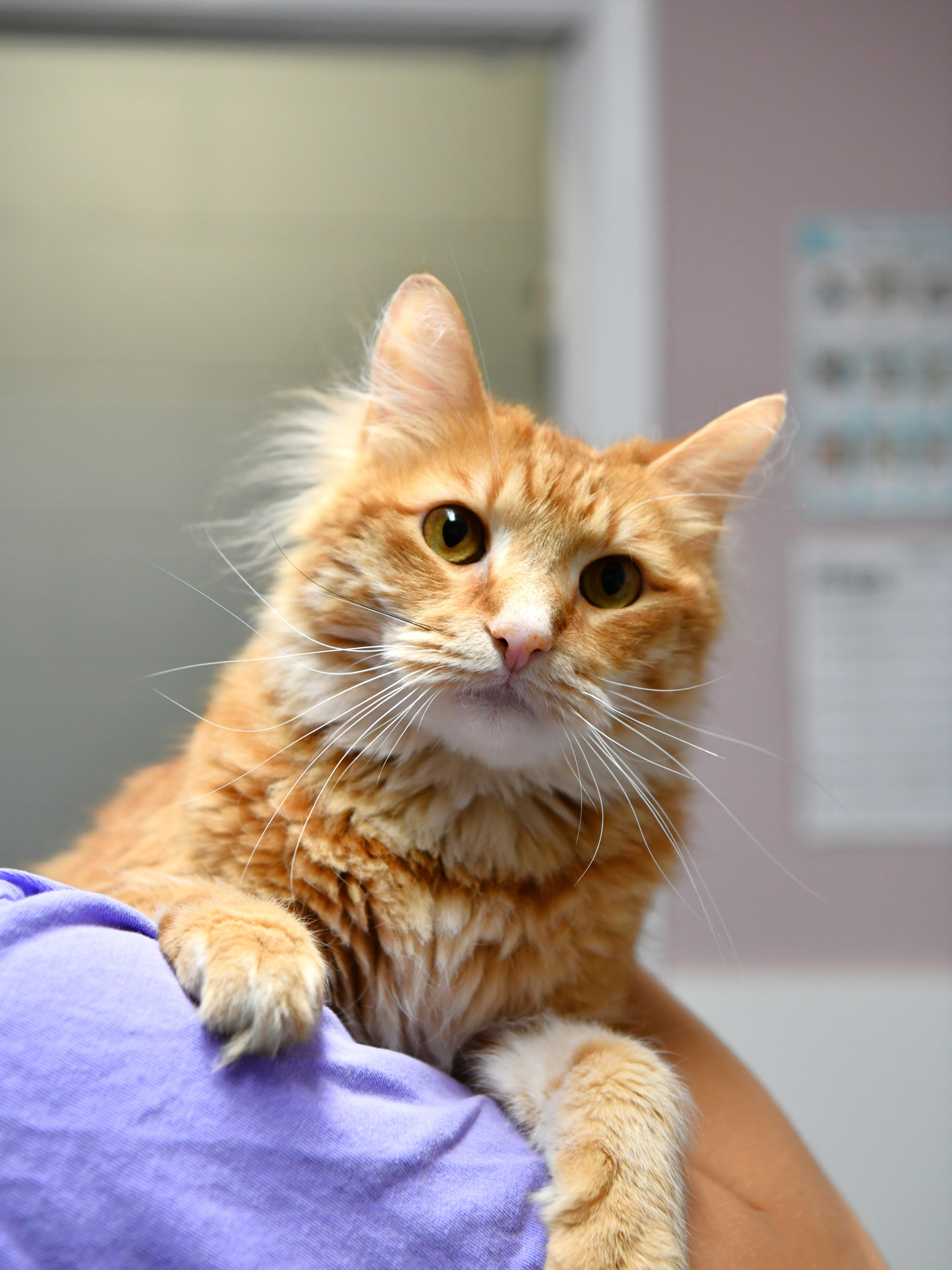 Lasagna, adopted, Adult Male Domestic Medium Hair.