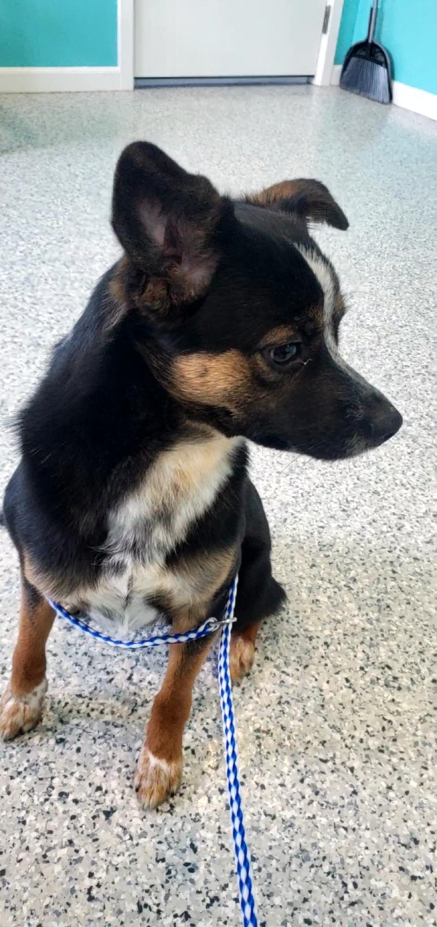 Zipper, a ADOPTABLE mixed breed in Hutchinson, MN image 5/5