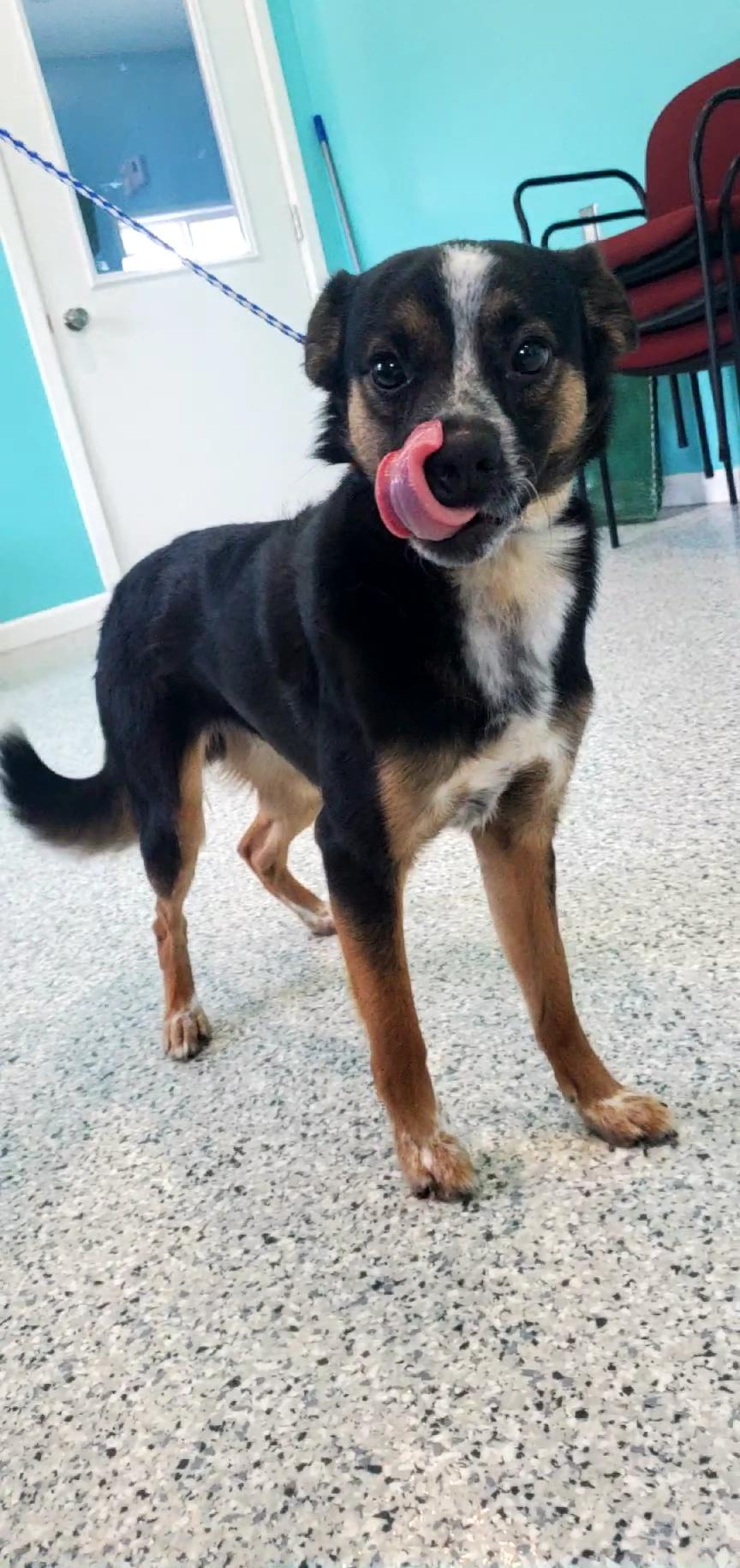 Zipper, a ADOPTABLE mixed breed in Hutchinson, MN image 3/5