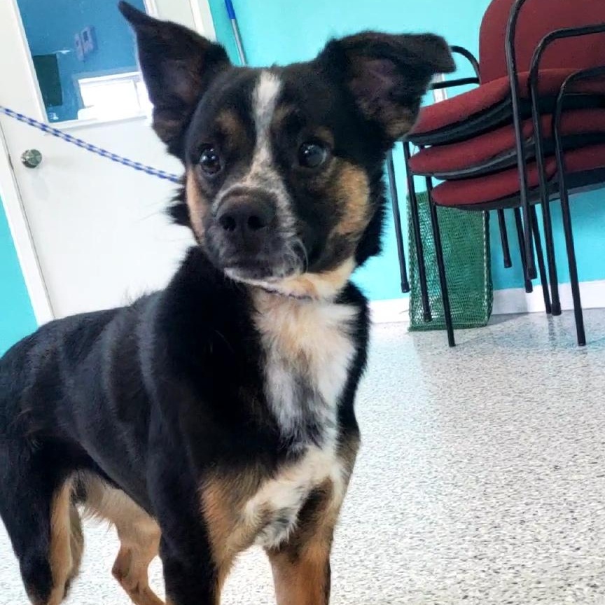 Zipper, ADOPTABLE, Young Male Australian Shepherd & Chihuahua.