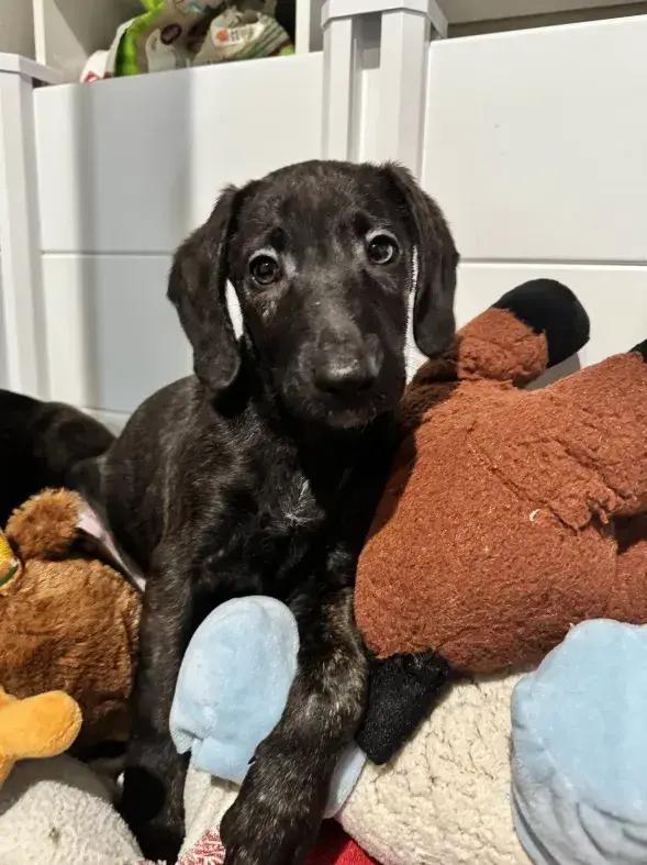 Indy, Adoptable, Puppy Male Mixed Breed.