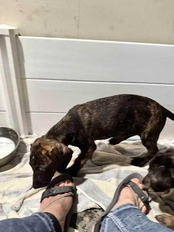 Enlarge Indy, a Adoptable mixed breed in Grand Rapids, MI image 3/6