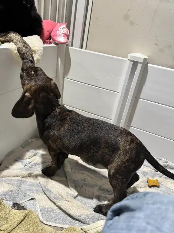 Enlarge Indy, a Adoptable mixed breed in Grand Rapids, MI image 5/6