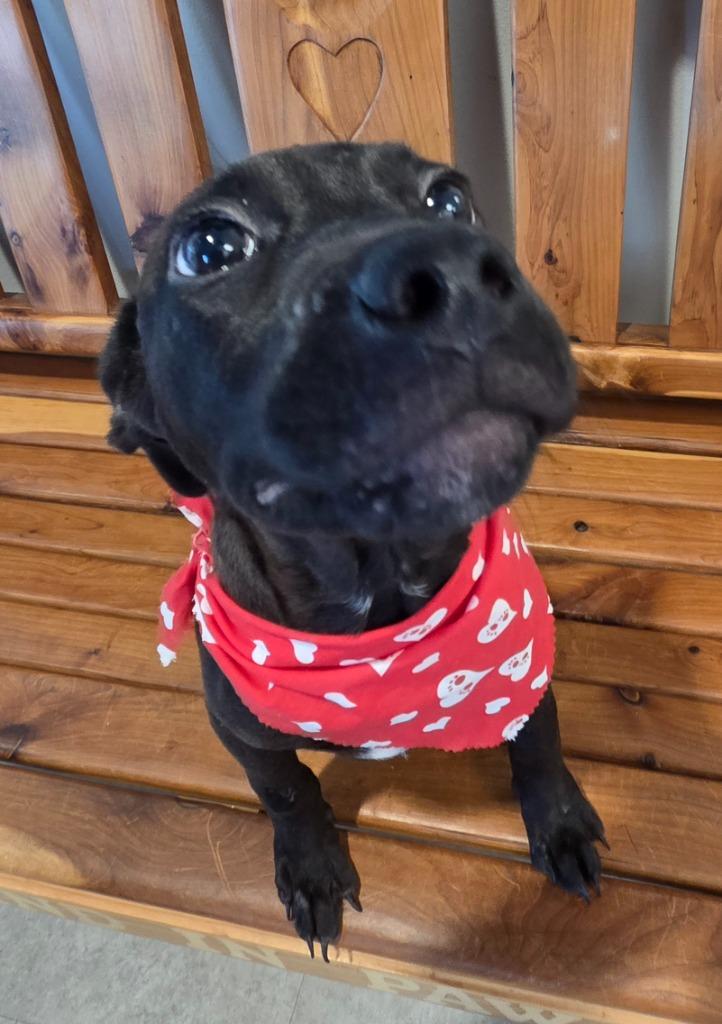 Maddie, Adoptable, Puppy Female Mixed Breed.