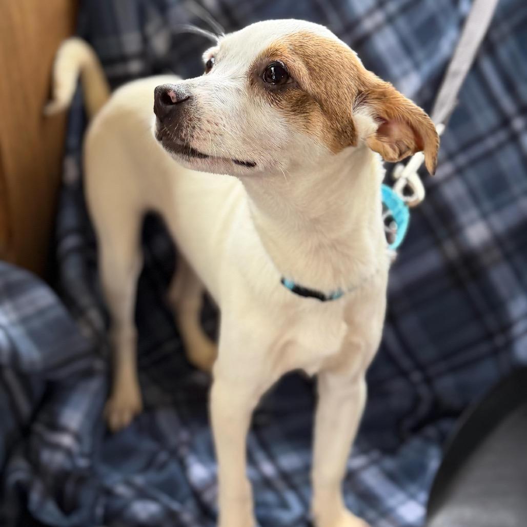 ARTHUR, Adoptable, Puppy Male Dachshund & Terrier.