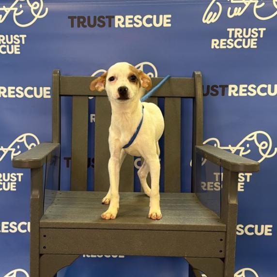 ARTHUR, Adoptable, Puppy Male Terrier.